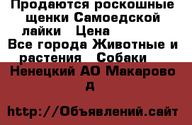 Продаются роскошные щенки Самоедской лайки › Цена ­ 40 000 - Все города Животные и растения » Собаки   . Ненецкий АО,Макарово д.